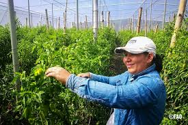 FAO: Las mujeres representan el 36 % de la fuerza laboral en los sistemas agroalimentarios en América Latina y el Caribe