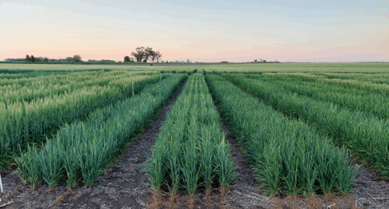 Variedades y fertilización en cereales de invierno