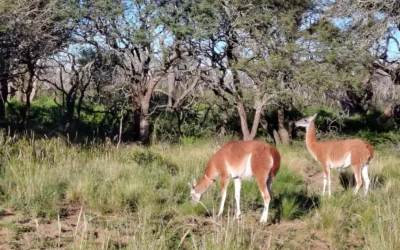 Historia, cultura y naturaleza: la estancia que abre paso a la aventura en la primera reserva de la Patagonia