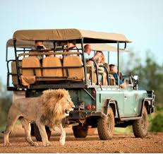 Safari en Sudáfrica: todo lo que necesitas saber