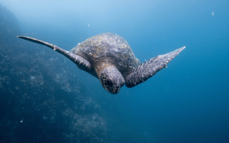 Un viaje a las islas Galápagos