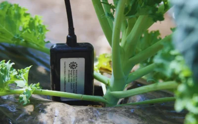 Presentan un equipo para automatizar el sistema de riego con IA para invernaderos