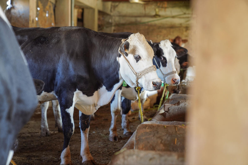 La FAO advierte: Es necesaria una mayor concientización y acción ante los brotes de fiebre aftosa en Europa y Oriente Próximo