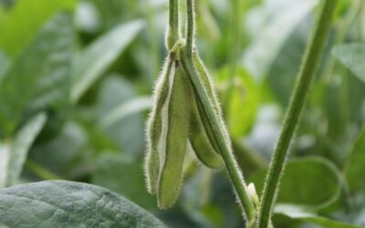 Biológicos en América Latina: ¿El nuevo estándar para una agricultura moderna?