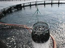 COPPESAALC 2025: países de América Latina y el Caribe se comprometen a fortalecer la pesca y la acuicultura sostenibles