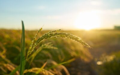 De la Agricultura Defensiva a la Agricultura Ofensiva: El cambio que Argentina necesita