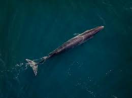El destino para ver las ballenas Sei que volvieron a estas costas luego de 100 años