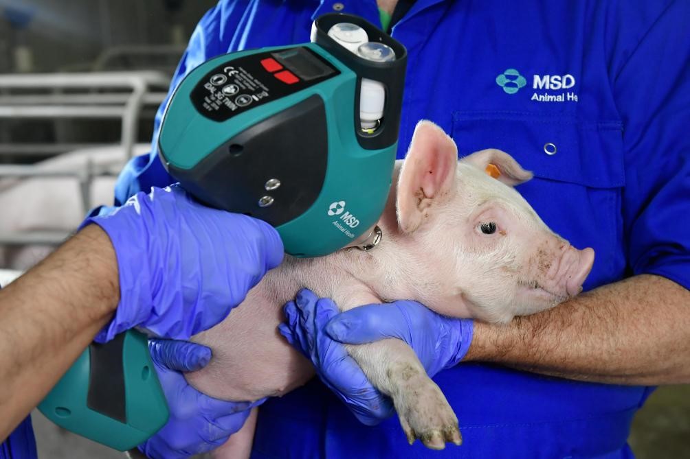 Tecnología, datos y salud: el nuevo ADN de la porcicultura