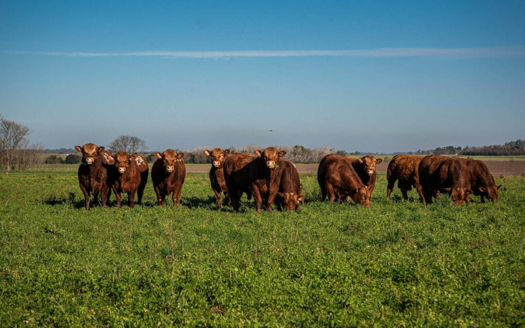 La raza Limangus lidera la medición de eficiencia alimenticia en Argentina