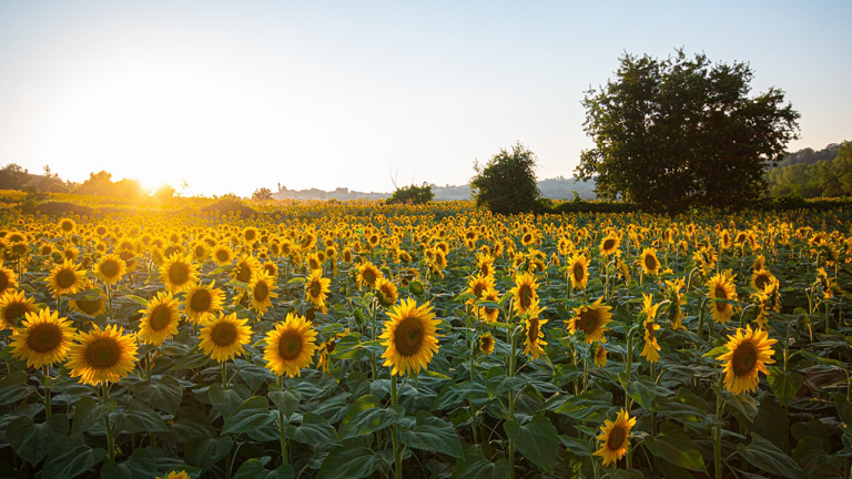 Sin querer queriendo, el girasol se acomodó al mercado y se aprovecha de los márgenes ajustados que dejan la soja y maíces tardíos