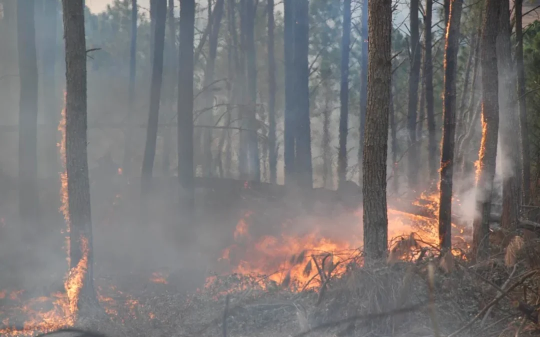 Los incendios en Córdoba necesitan un plan de prevención