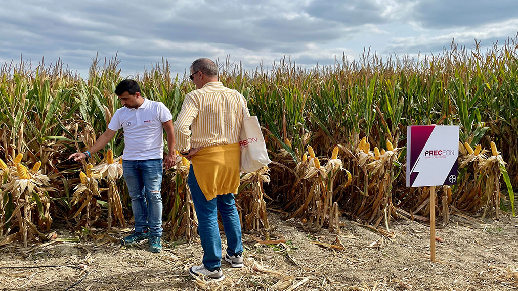 Agricultura da el visto bueno a la comercialización de un nuevo maíz de baja estatura y tolerante a glifosato