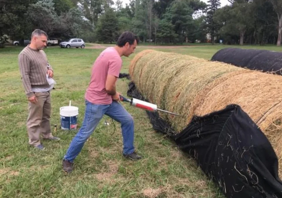 La semilla mágica argentina: el cultivo que puede generar US$ 250 millones al año