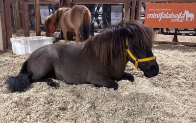 Rocky y Ringo, los mini Falabella que cautivan en la Expo Rural