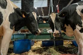 Regresaron las vacas lecheras Holando a la Expo Rural