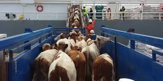 Exportaciones bovinas: sólido desempeño sobre el cierre del semestre, en medio de un contexto desafiante