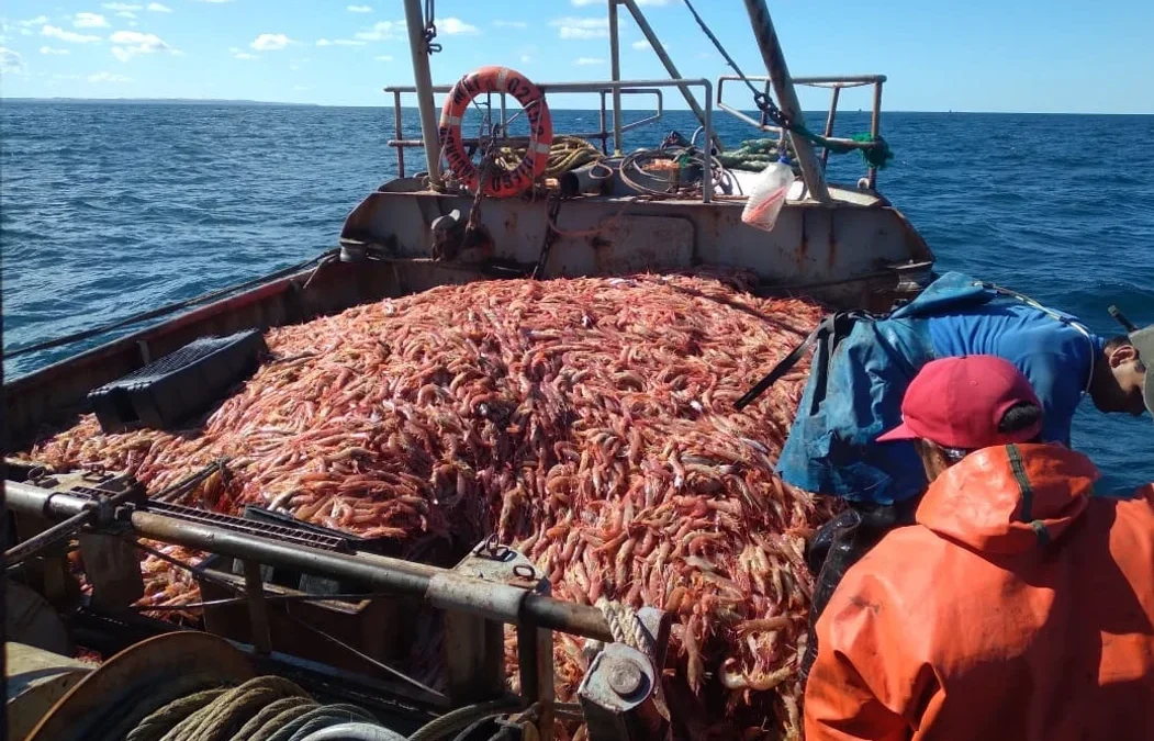 El conflicto del langostino se agrava: tensión gremial, violencia y exportaciones frenadas