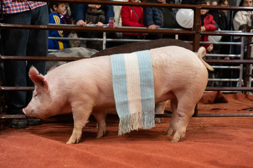 «Don Valentín», la cabaña porcina que en un año calendario logró reunir 24 títulos nacionales