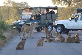 Los mejores safaris en parques nacionales de Sudáfrica