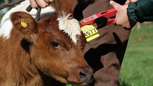 Se moderniza la identificación animal y su relación con la tipificación de la carne