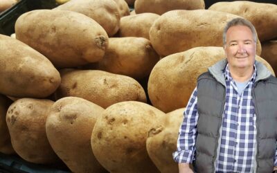 El derrumbe del precio de la papa  pone en jaque a los productores