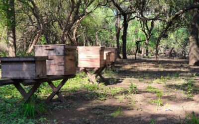 La provincia del Chaco lidera la producción de miel orgánica en la República Argentina