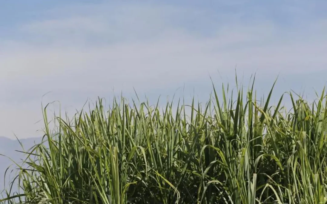 La molienda de caña de azúcar en Tucumán supera el 50 % de avance