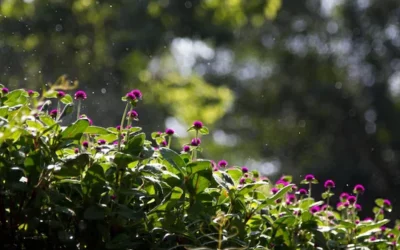 ¿Por qué el agua de lluvia es buena para las plantas?, según la ciencia