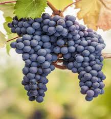 Argentina celebra el Día del Pinot Noir: una variedad que crece en diversidad y expresión a lo largo del país