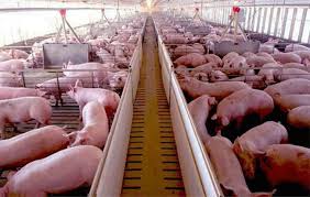 Ante la estabilidad del precio del capón, el mercado porcino siente el impacto de mayores costos y el deterioro de la relación insumo-producto.