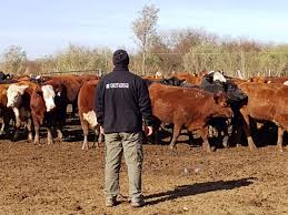 Entre Ríos: Trabajo interinstitucional para fortalecer el correcto desarrollo de los remates feria