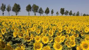 Girasol: la mejor mitad del año en las últimas dos décadas