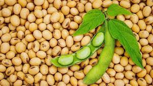 Impacto de la nutrición en el rinde de soja