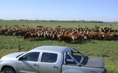 Menos kilos para la misma camioneta: mejora en el poder de compra del productor ganadero