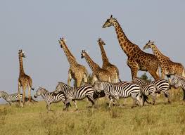 La lista de animales de Kenia que ver en tu safari