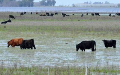 Lluvias y tasas golpean a la ganadería: feedlots en jaque y planes de engorde bajo revisión