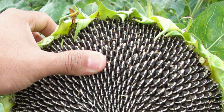 La producción de girasol 2025/26 podría ser la más alta en 26 años, con una calidad que le brinda competitividad al sector