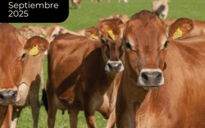 Carne bovina: con relativa estabilidad, pero en precios elevados