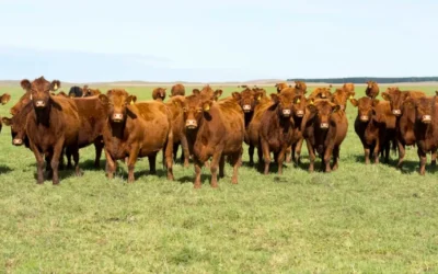 Córdoba lanza el “corral del Estado” para fortalecer trazabilidad y apoyo a pequeños ganaderos