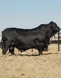 Histórico Brangus en Chaco: se remataron un toro por $180 millones y una vaquillona por $ 70 millones el 50%