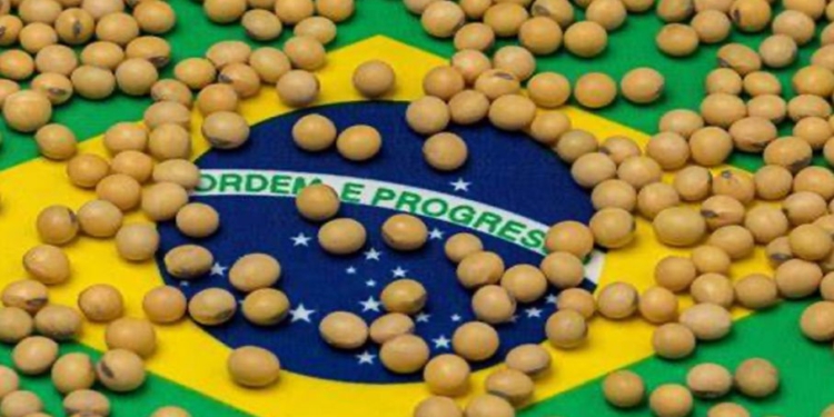 ¡Gracias, Trump! En agosto el 85% de los embarques de soja brasileña se destinó a China y la nación asiática va por más
