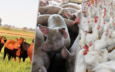 Las carnes brillan con luz verde