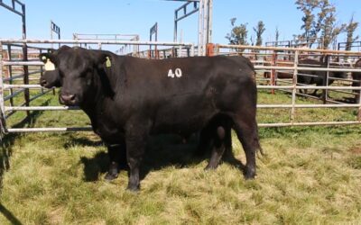 Cabaña Los Ramones concretará su segundo remate anual de Angus este 6 de septiembre
