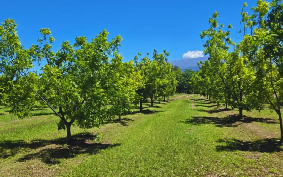 Pecán: una alternativa productiva para Catamarca