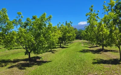 Pecán: una alternativa productiva para Catamarca