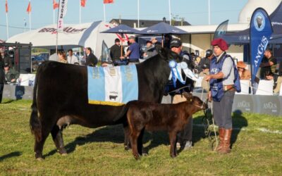Arandú se consagró con la Gran Campeón Hembra en la semana Angus de Primavera