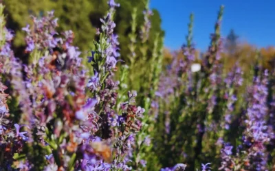 Presentan un nuevo cultivar de romero con sello INTA