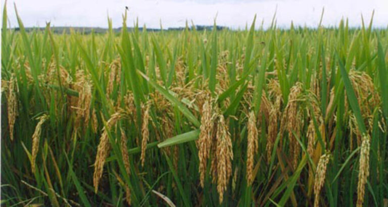 El arroz encabeza la lista de crecimiento exportable de cereales en 2025