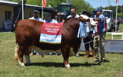 Braford de Primavera: negocios firmes y genética de elite en el Norte argentino