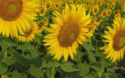 Un gráfico contundente para visualizar el aporte de la industria semillera al auge comercial que está registrando el girasol